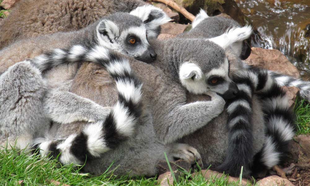 Bild Lemuren Kuschelhaufen